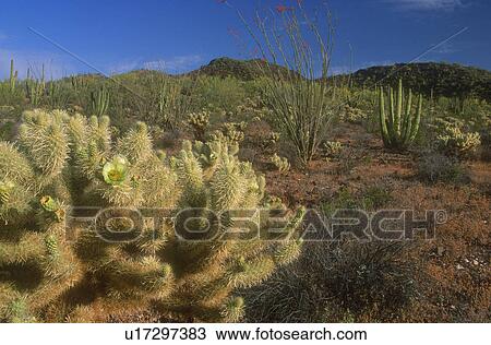 Stock Image - Various cacti. Fotosearch
