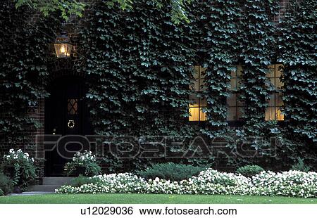 Stock Photograph - Vines on house. Fotosearch