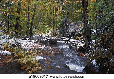 Stock Photo - Water in forest. Fotosearch