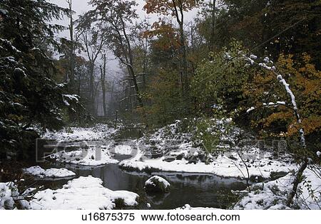 Stock Photography - Water in forest. Fotosearch