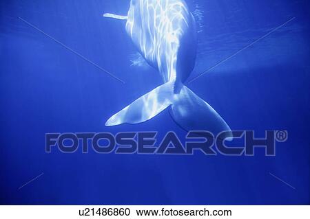 Stock Image - Whale swimming away. Fotosearch