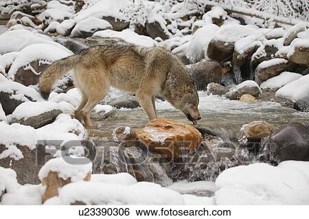 Stock Photograph - Wolf drinking from river. Fotosearch