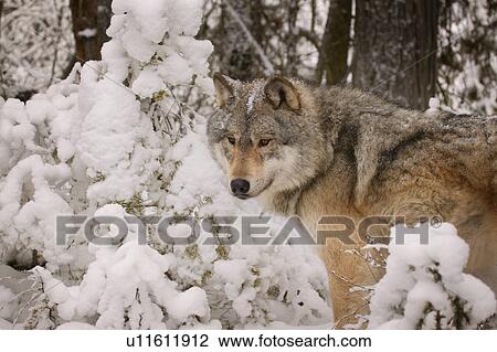 Stock Image - Wolf. Fotosearch