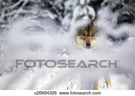 Stock Photograph - Wolf. Fotosearch
