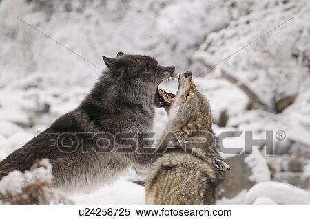 Stock Photography - Wolves. Fotosearch