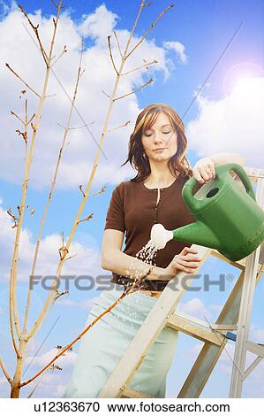 Woman watering a sapling View Large Photo Image Stock Image - Woman watering a sapling. Fotosearch