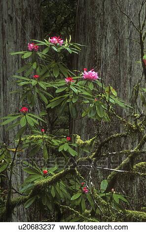Stock Photo - Woodland rhododendron. Fotosearch
