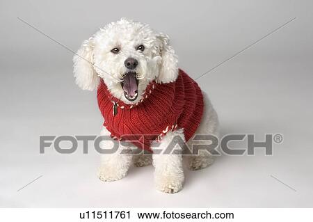 Yawning dog wearing a sweater View Large Photo Image Stock Image - Yawning dog wearing a sweater. Fotosearch