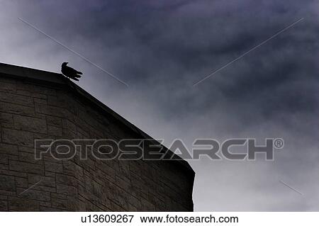 Stock Photo - A bird late at night. Fotosearch