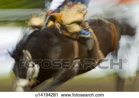 A bucking horse and rider View Large Photo Image Stock Image - A bucking horse and rider. Fotosearch