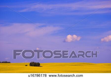A canola field View Large Photo Image Stock Photo - A canola field. Fotosearch