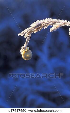 Stock Image - A Christmas decoration. Fotosearch