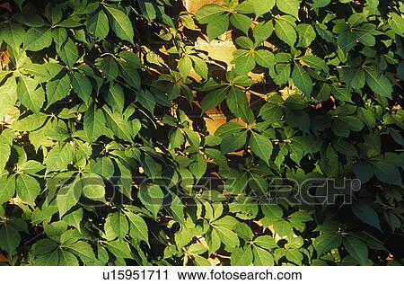 A close-up (close up closeup) of leaves of a climbing plant View Large Photo Image Stock Image - A close-up (close up closeup) of leaves of a climbing plant. Fotosearch