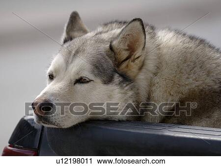 Stock Image - A close-up of a Siberian Husky. Fotosearch