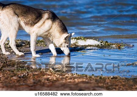 Stock Image - A dog drinks. Fotosearch