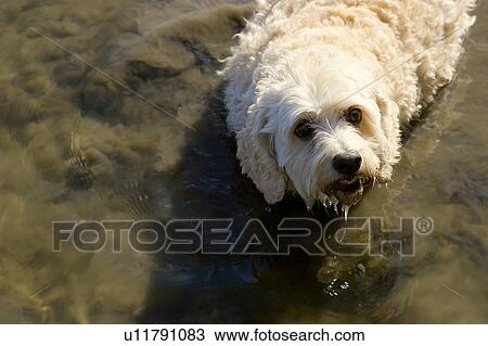 A dog gets wet View Large Photo Image Stock Image - A dog gets wet. Fotosearch