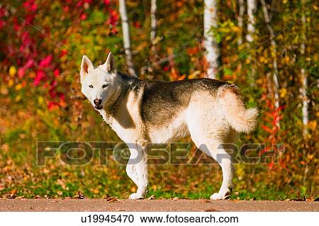 Stock Image - A dog in autumn. Fotosearch