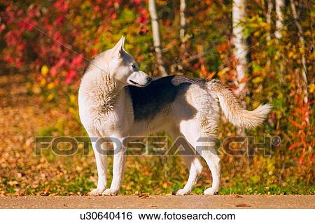 Stock Photograph - A dog in autumn. Fotosearch
