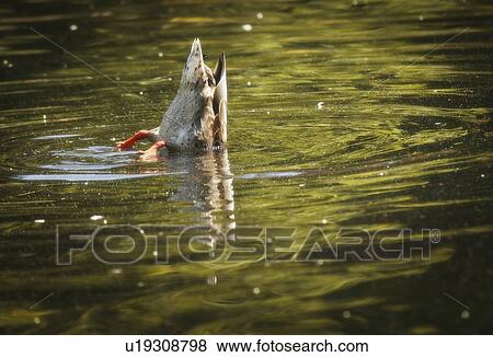 Stock Photo - A duck diving for food. Fotosearch