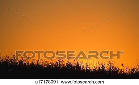 Stock Image - A grassy field with the sun setting behind it. Fotosearch