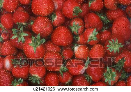 A group of strawberries View Large Photo Image Stock Photograph - A group of strawberries. Fotosearch
