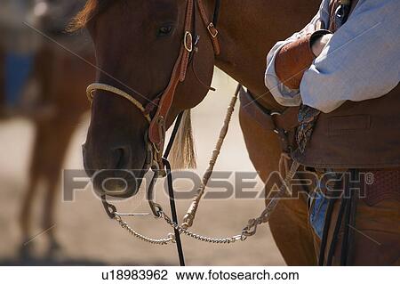 Stock Image - A horse's stare. Fotosearch