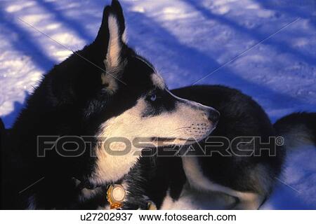 A husky View Large Photo Image Stock Photo - A husky. Fotosearch