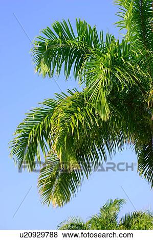 A lush tree View Large Photo Image Stock Photo - A lush tree. Fotosearch