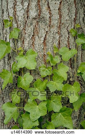 Stock Image - A plant growing against a tree. Fotosearch