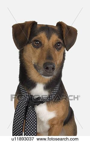 A portrait of a dog with a ribbon around its neck View Large Photo Image Stock Photo - A portrait of a dog with a ribbon around its neck. Fotosearch