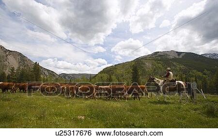 Stock Photograph - A Rancher herding cattle. Fotosearch