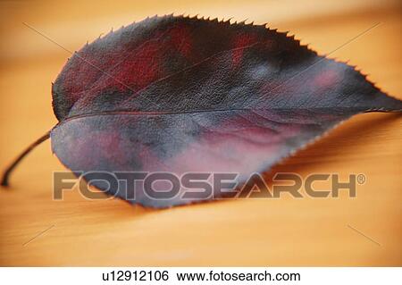 Stock Photograph - A red leaf. Fotosearch