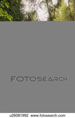 Stock Image - A rushing river in a forest. Fotosearch