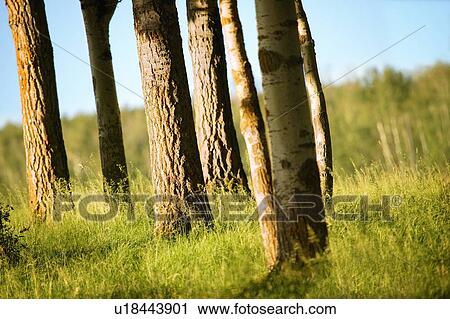 A small cluster of tree trunks View Large Photo Image Stock Image - A small cluster of tree trunks. Fotosearch