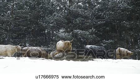 Stock Photography - A small herd of yaks in a snowy field against trees. Fotosearch