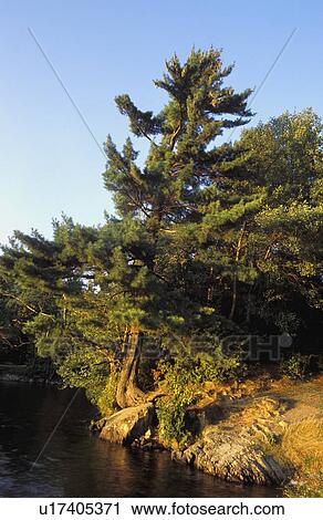 A tree growing on shoreline View Large Photo Image Stock Image - A tree growing on shoreline. Fotosearch