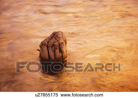 Stock Photography - A tree stump in a body of water with sunlight reflecting off the water. Fotosearch