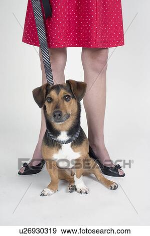 Stock Photo - A woman with a dog on a leash. Fotosearch