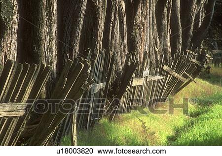 Stock Image - An olden wooden fence surrounding tree trunks, Northern California Coast U. S. A.. Fotosearch