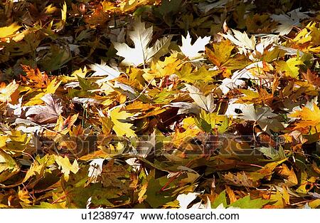 Autumn leaves on the ground View Large Photo Image Stock Photo - Autumn leaves on the ground. Fotosearch