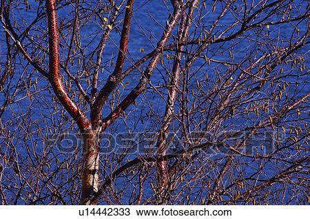 Autumn tree with no leaves View Large Photo Image Stock Image - Autumn tree with no leaves. Fotosearch