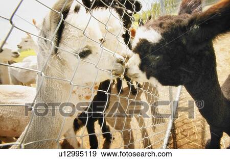 Baby llamas View Large Photo Image Stock Photo - Baby llamas. Fotosearch