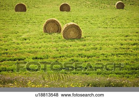 Stock Photo - Bales of hay in a field. Fotosearch