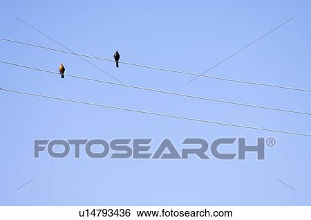 Birds on telephone wires View Large Photo Image Stock Photograph - Birds on telephone wires. Fotosearch