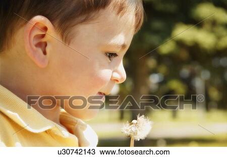 Boy with dandelion View Large Photo Image Stock Image - Boy with dandelion. Fotosearch
