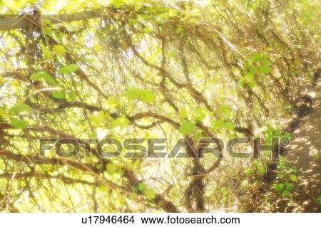 Picture - Branches creating light and shade. Fotosearch