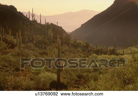 Stock Image - Cacti and landscape, Saguaro National Park, Arizona, U. S. A.. Fotosearch