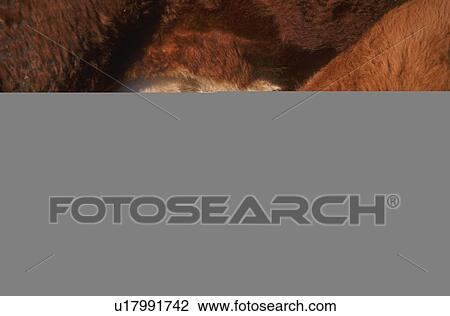 Calf drinking mother's milk View Large Photo Image Stock Image - Calf drinking mother's milk. Fotosearch