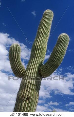 Close up of Saguaro Cactus, Saquaro Cactus National Park, Arizona, U. S. A. View Large Photo Image Stock Photography - Close up of Saguaro Cactus, Saquaro Cactus National Park, Arizona, U. S. A.. Fotosearch