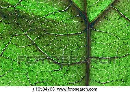 Stock Image - Closeup of a leaf. Fotosearch